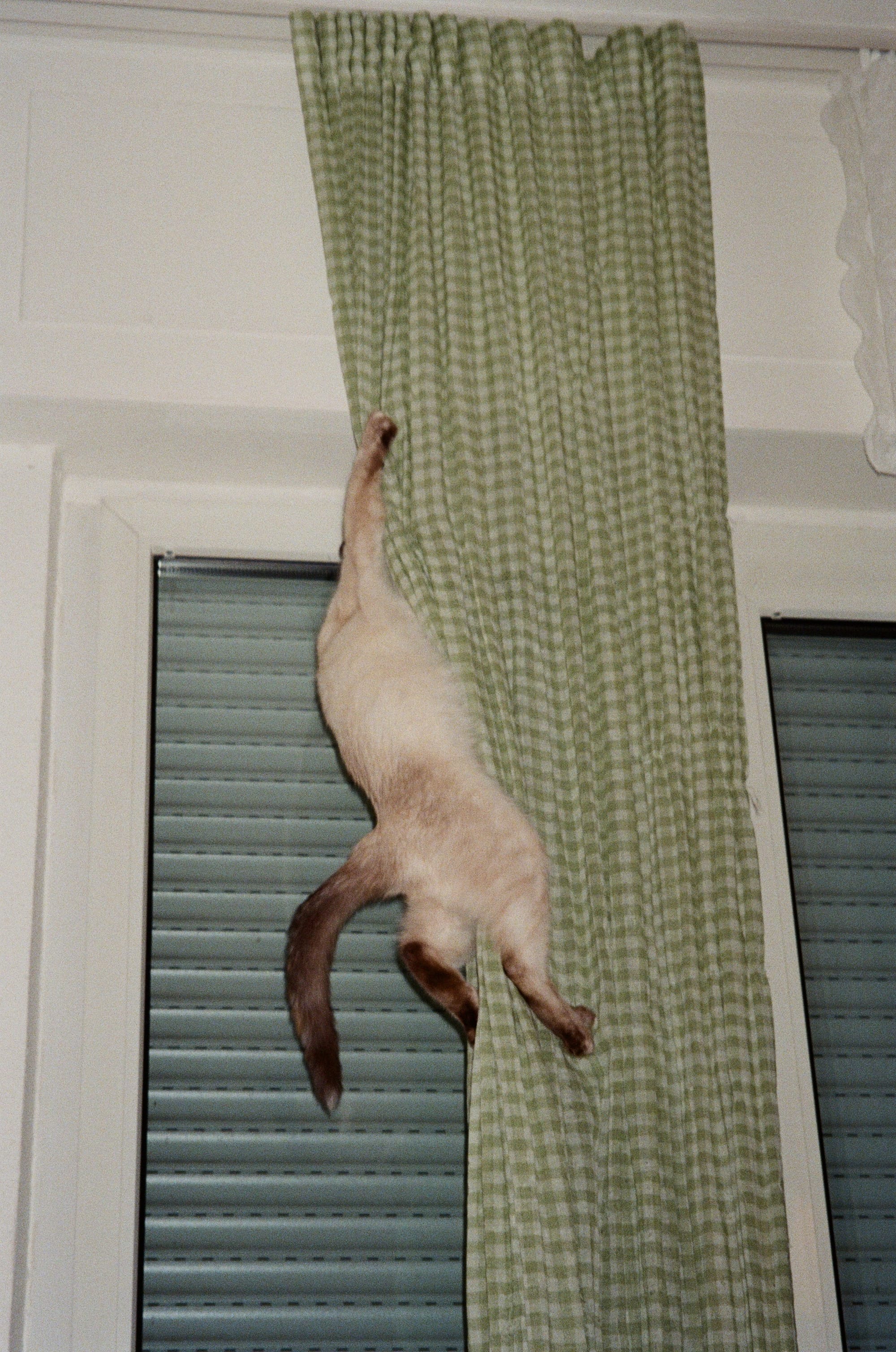 Crazy cat, fake tattoos and no drugs