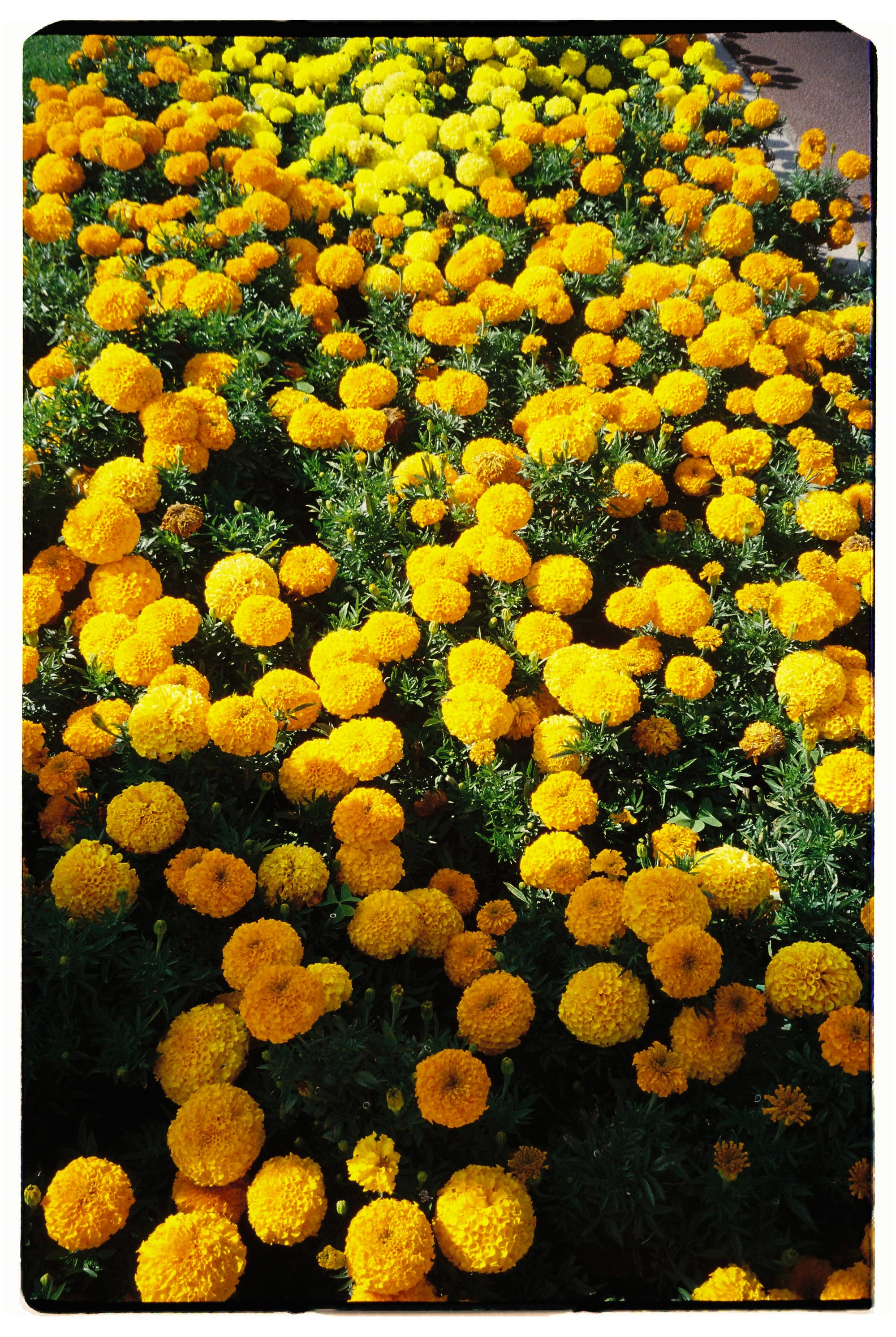 Uma tarde em Cascais