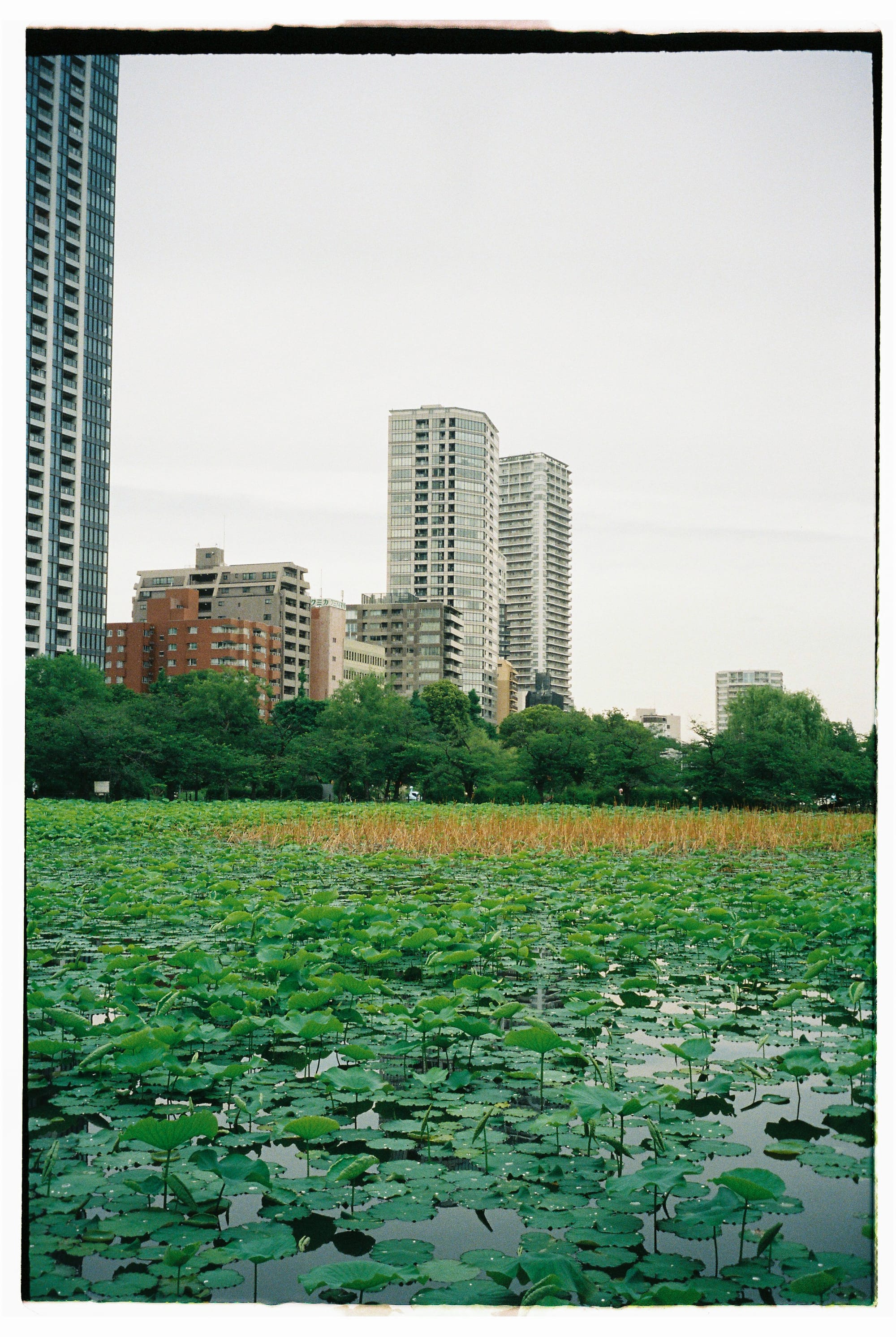 1/12th film roll used in Japan